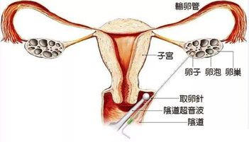 备孕前准备吃什么水果生男孩备孕前准备吃什么