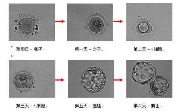 timg囊胚.jpg