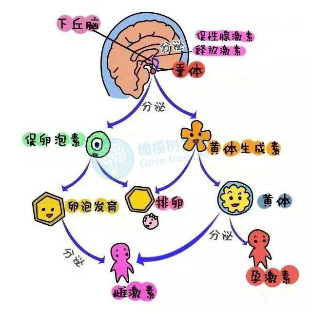 激素分泌_副本.jpg