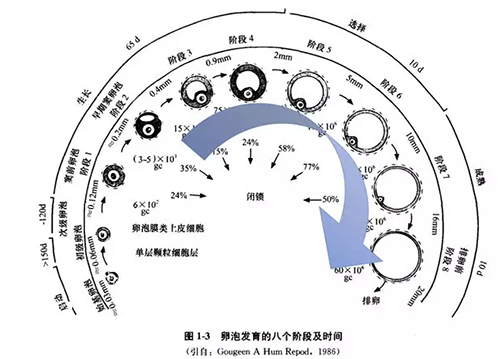 窦卵泡发育阶段