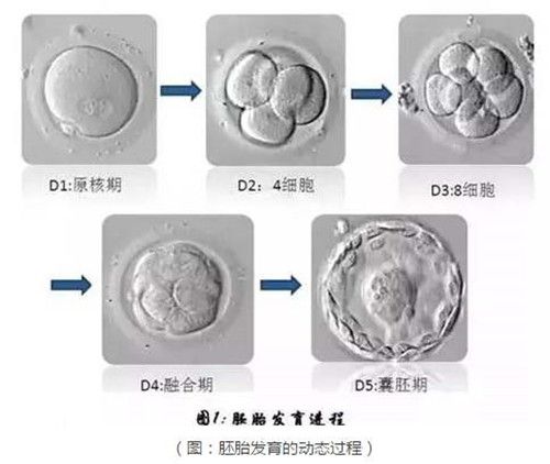 胚胎发育过程-三天养胚五天养囊.jpg