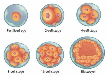 胚胎发育