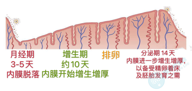 子宫内膜厚度.png