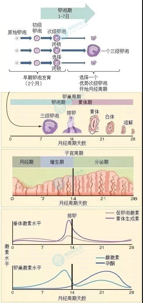 子宫内膜.jpg