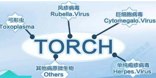 torch优生五项.png