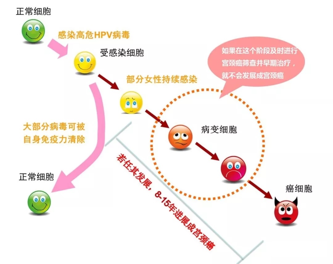 橄榄树生命——宫颈癌变化情况