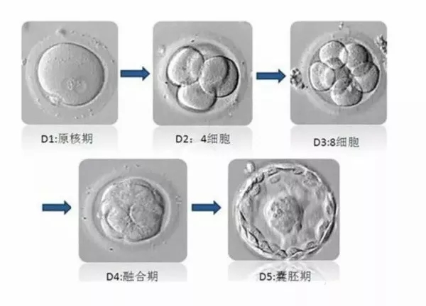 橄榄树生命——胚胎养囊