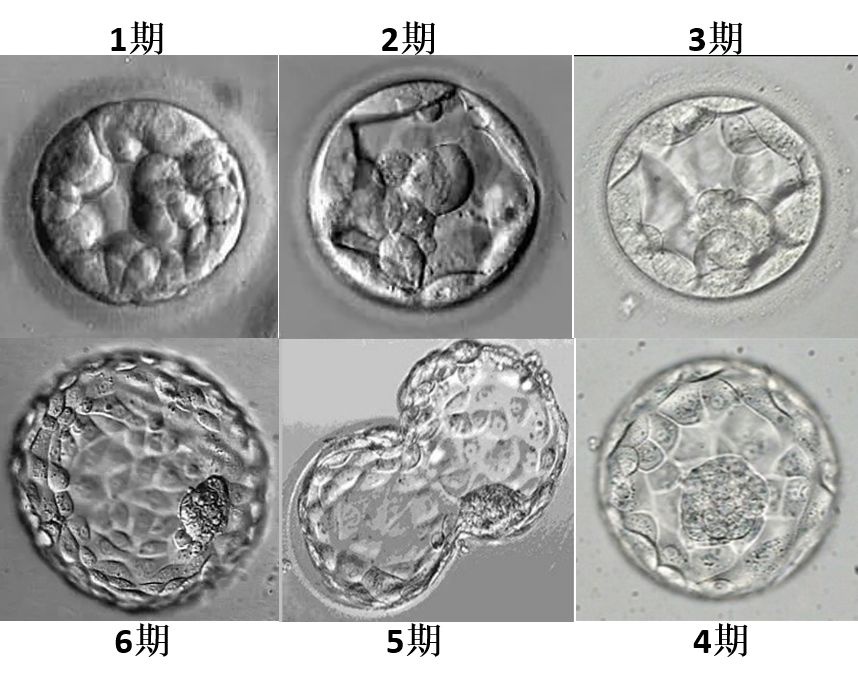 橄榄树生命——囊胚的优势