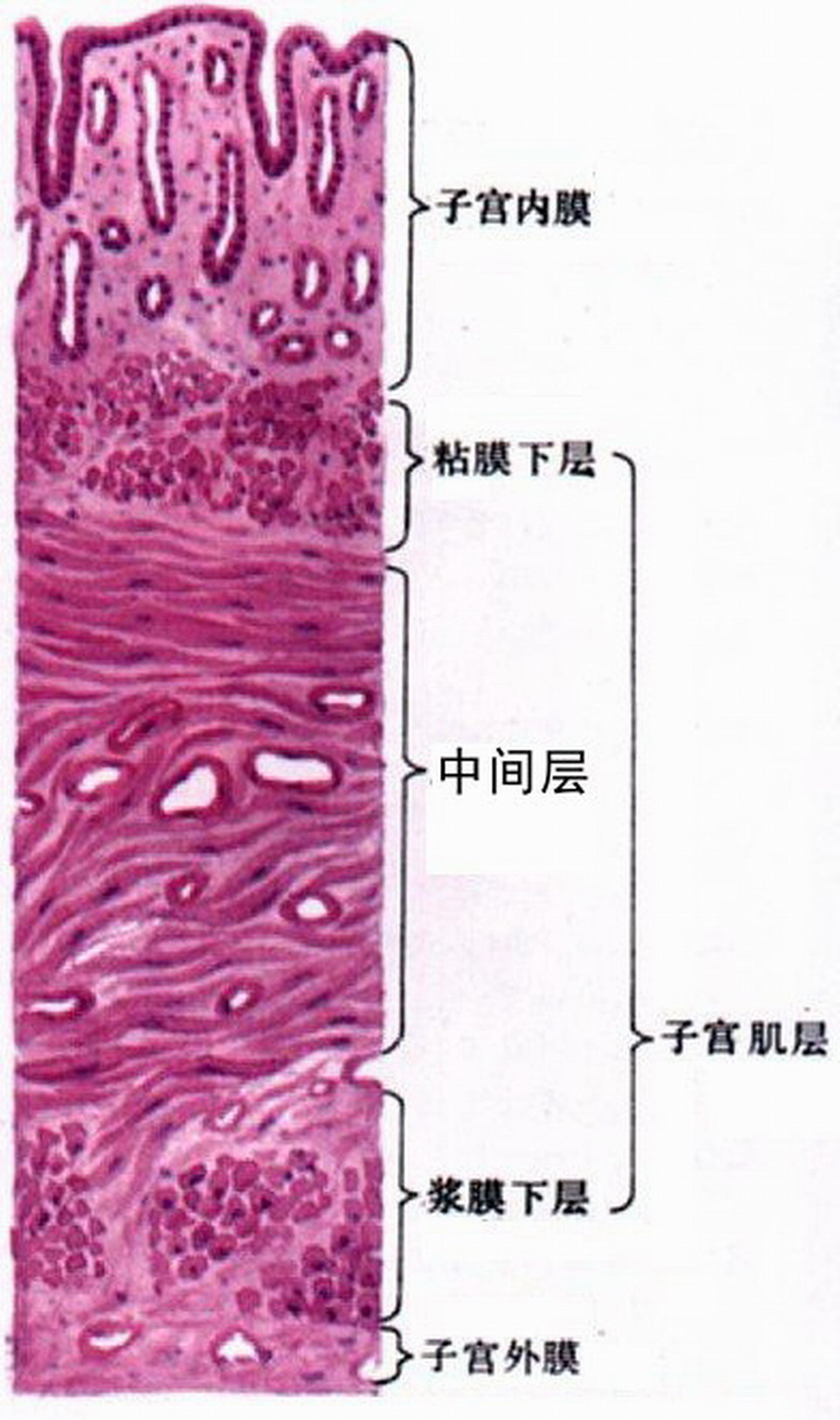 橄榄树生命——胚胎移植