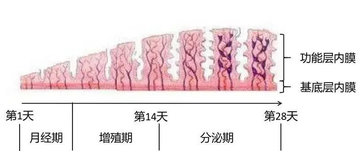 橄榄树生命——子宫内膜厚度