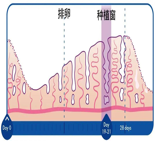 橄榄树生命——胚胎移植种植窗口期