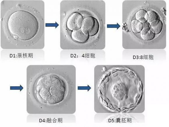 橄榄树生命——胚胎发育