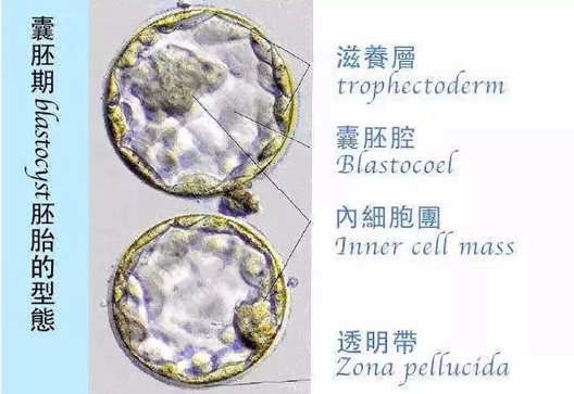 橄榄树生命——囊胚发育