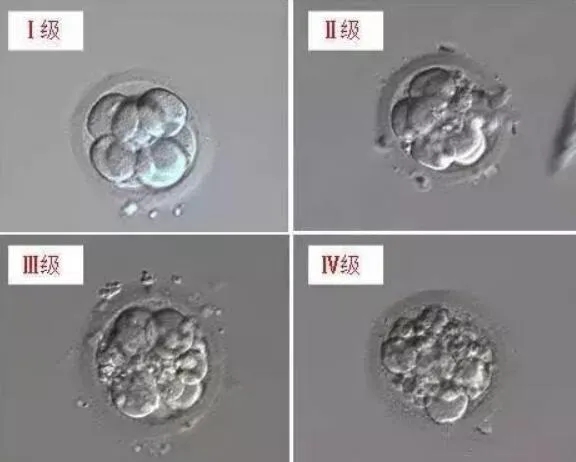 橄榄树生命——8细胞囊胚
