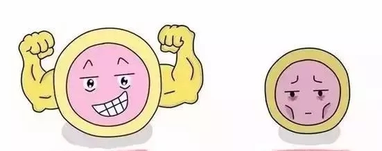 橄榄树生命——优势卵泡