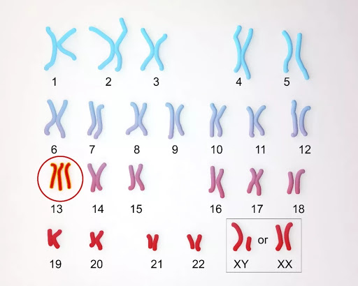 橄榄树生命——23对染色体筛查