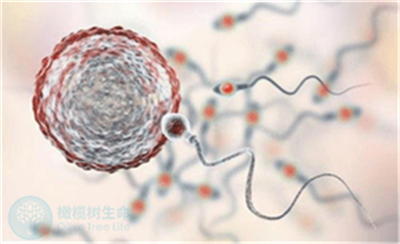 辅酶Q10可改善男性精子质量