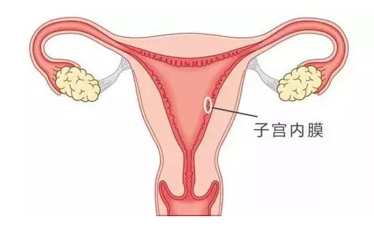 子宫内膜薄