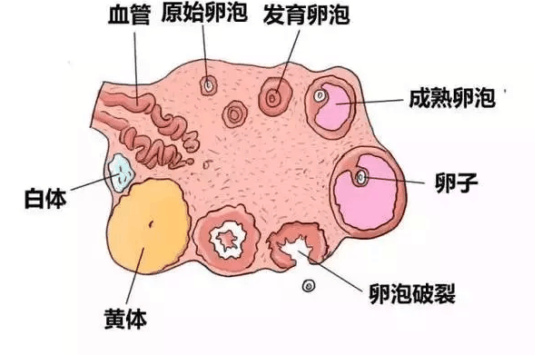 卵泡发育