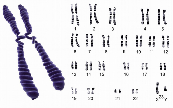 23对染色体