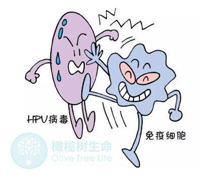 HPV阳性怎么办？感染了HPV就会得宫颈癌吗？