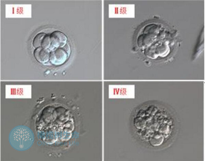 做试管婴儿期间，胚胎出现碎片化的原因是什么？