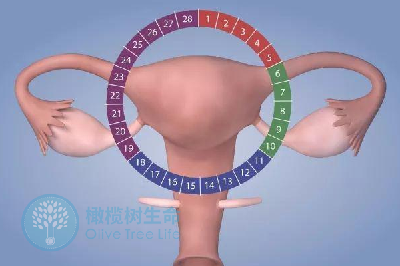 子宫内膜薄能做泰国试管婴儿吗？