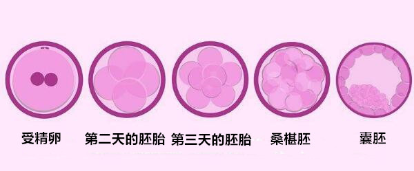 高龄做试管也能选择养囊，其中好处还有这四点