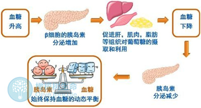 胰岛素抵抗有哪些危害？对做试管婴儿有影响吗？