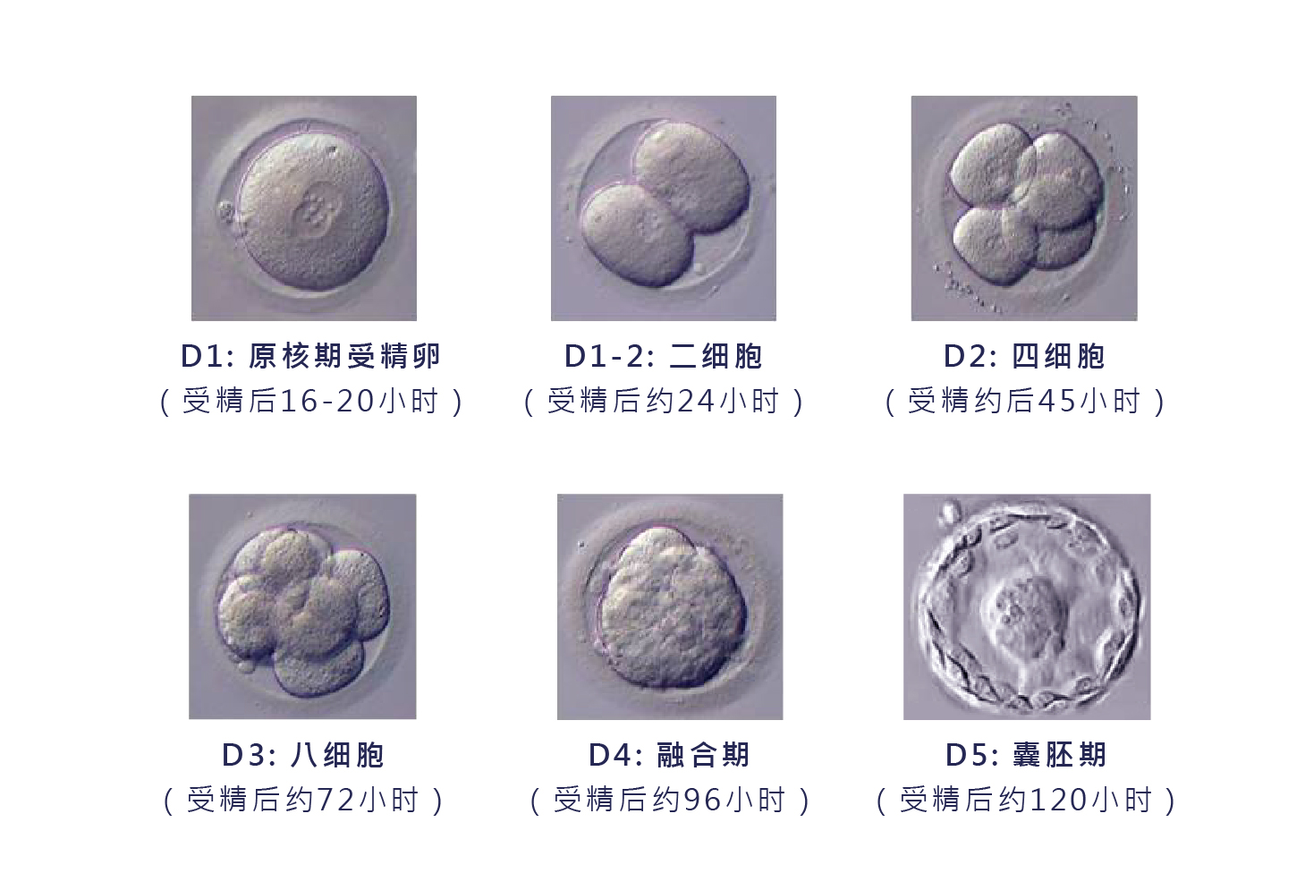 胚胎形态学分析