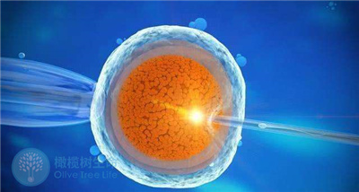 一个泰国试管婴儿周期能培育出多少个囊胚？