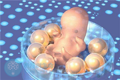 取卵数量到底是不是决定试管婴儿成功率的关键?