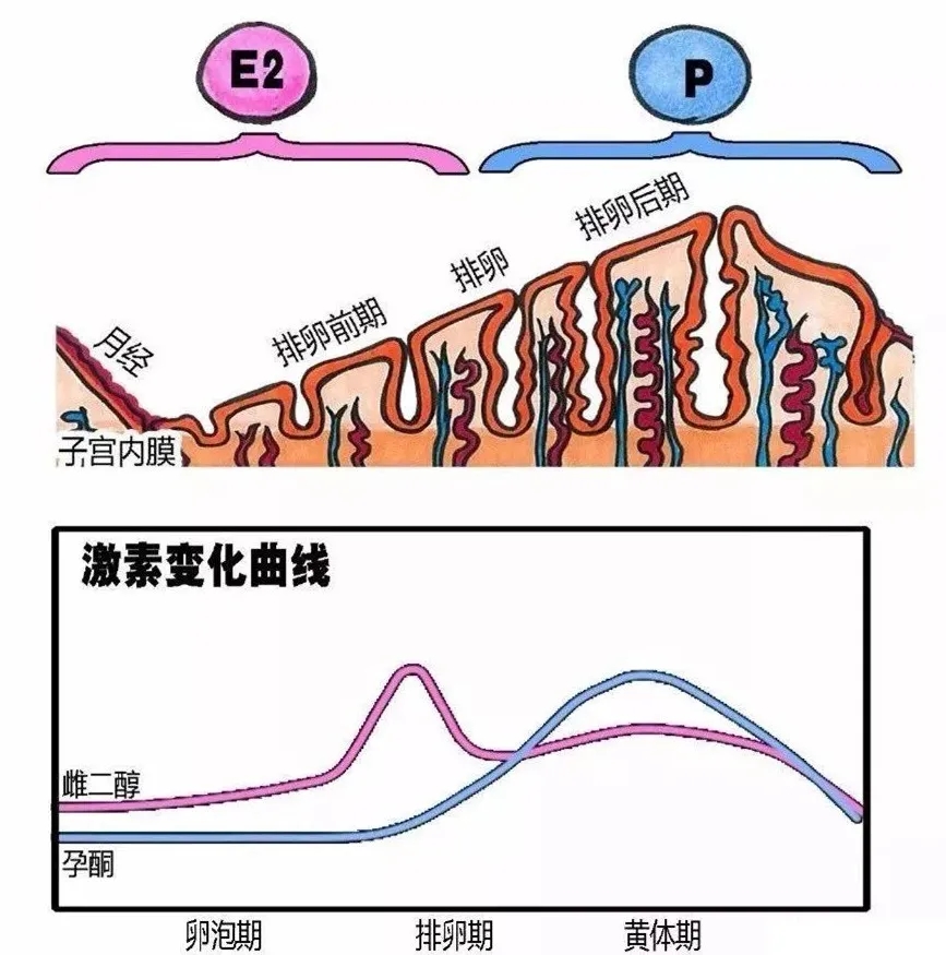 孕酮值