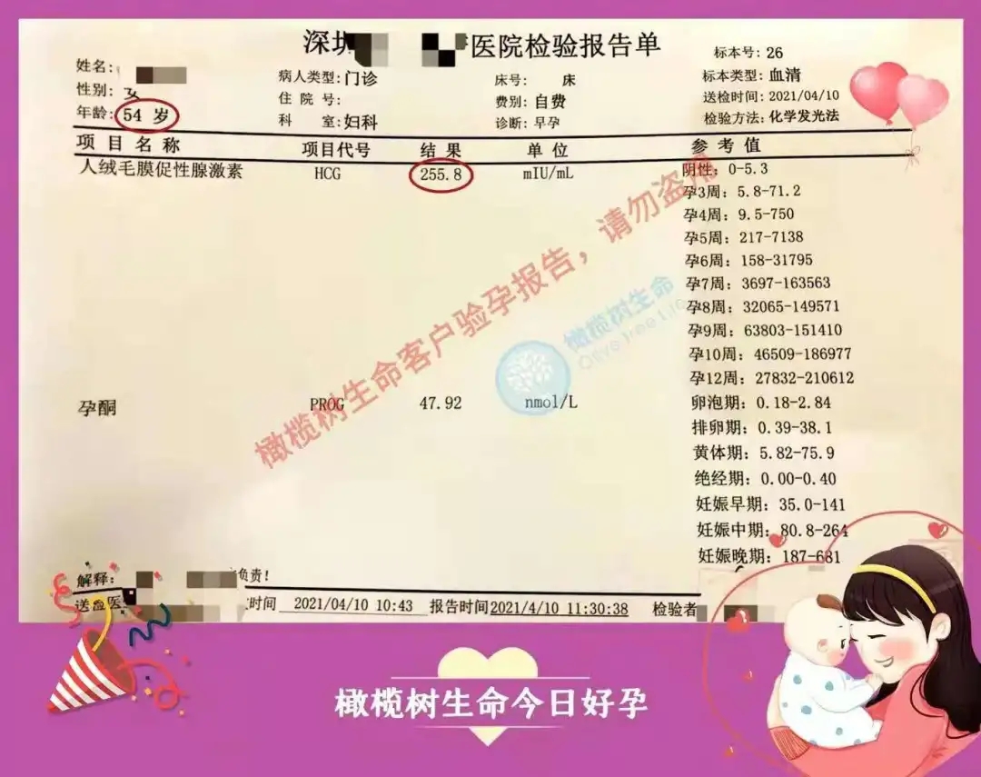 橄榄树生命高龄试管