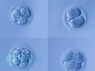 我的AMH2.25取出16个卵子，为什么只培育出2个胚胎?