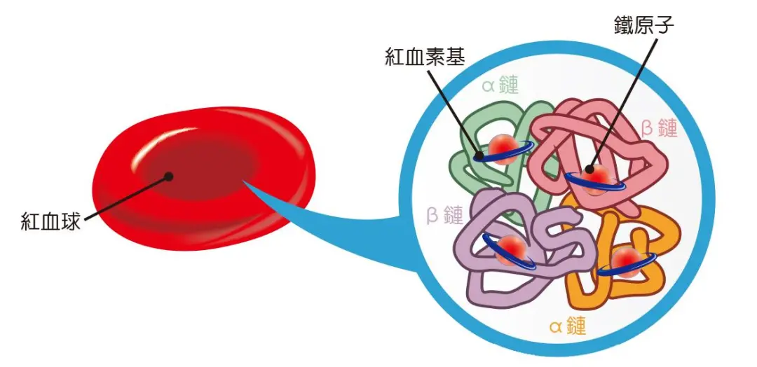 地中海贫血基因