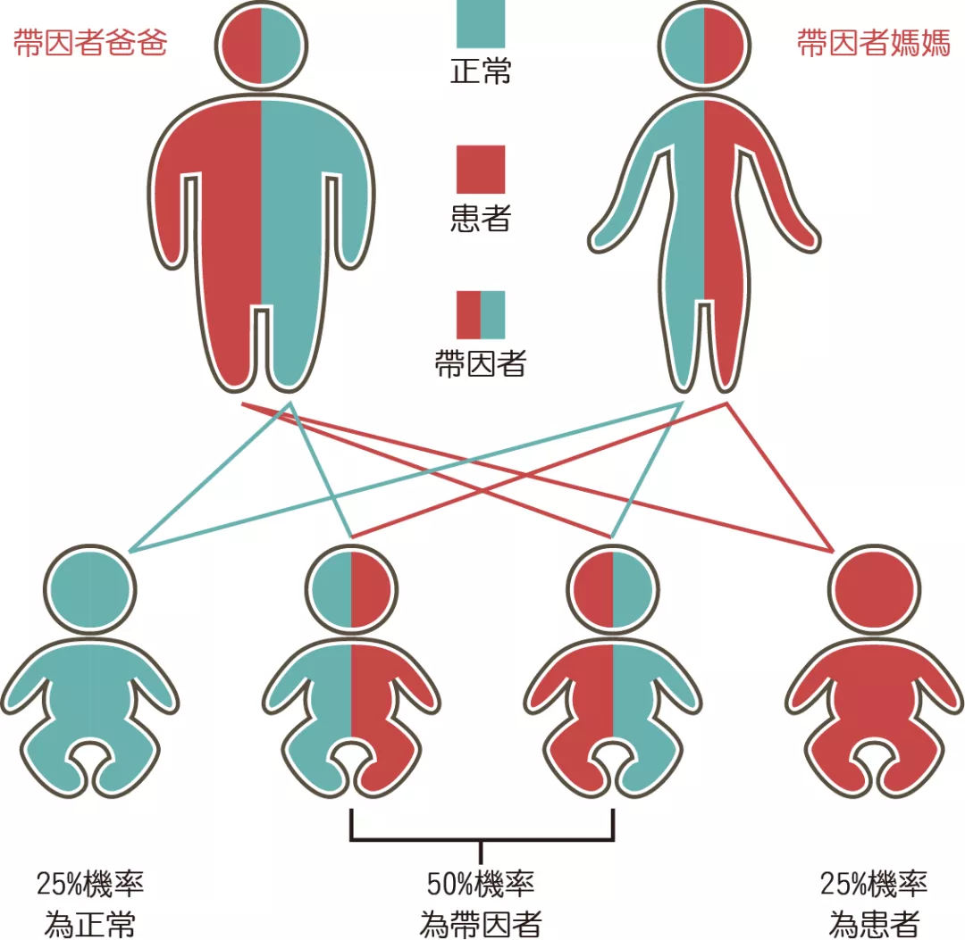 地中海贫血基因的遗传几率