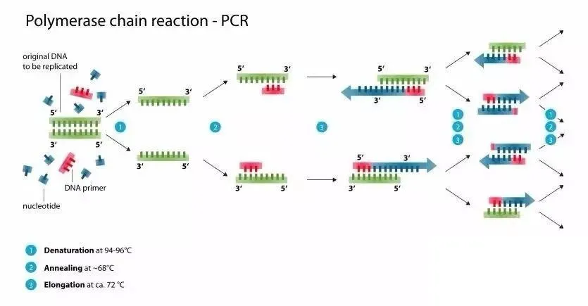 PGD-PCR(聚合酶链式反应)技术