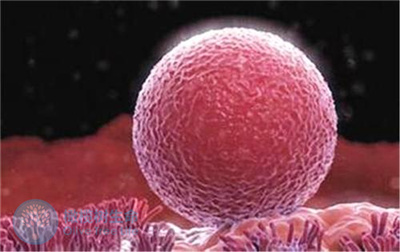 胚胎培养成囊胚真的可以提高试管着床的成功率吗？