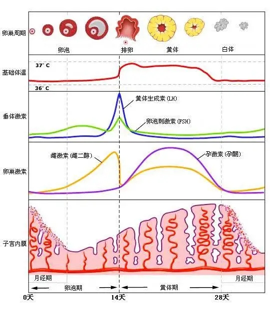 性激素六项检查报告怎么看（详细解读）