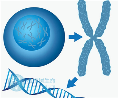 泰国第三代试管PGD可以筛选哪些遗传性疾病？