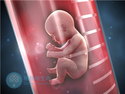 冷冻胚胎VS新鲜胚胎 在试管婴儿周期中谁更胜一筹？