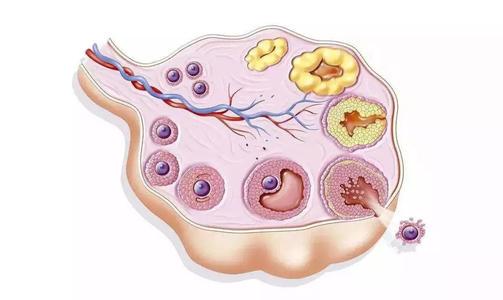 卵泡发育