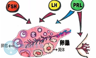 影响卵子质量的，除了FSH，还有LH！