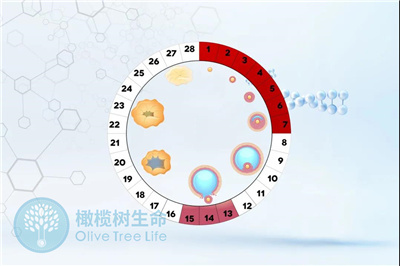 去泰国做试管怎样解决大龄女性卵泡少的问题？