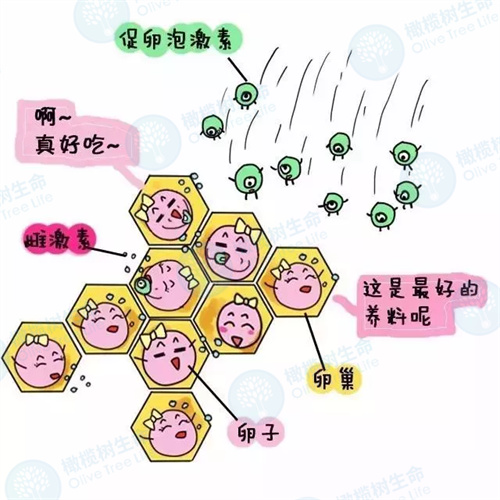 做试管为何要用促排卵药？具体作用是什么？