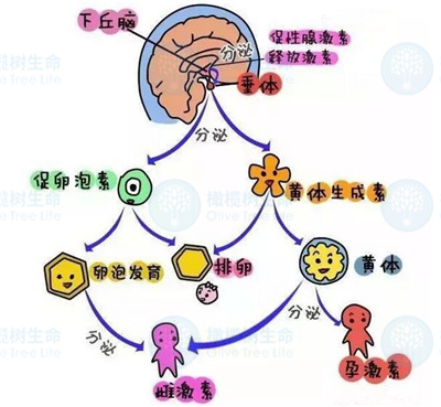 卵泡发育不良跟什么有关？去泰国做试管如何解决？