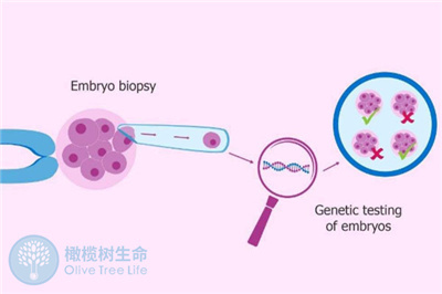 泰国试管婴儿技术是如何避免胚胎染色体异常的？
