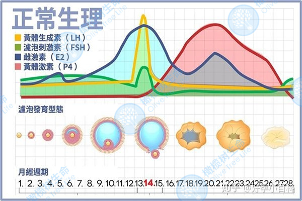 激素六项有问题，会影响做试管婴儿吗?