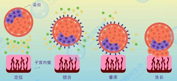 激素六项有问题，会影响做试管婴儿吗?